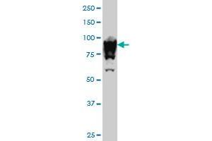 UBTF monoclonal antibody (M01), clone 6B6 Western Blot analysis of UBTF expression in Hela S3 NE . (UBTF antibody  (AA 551-650))