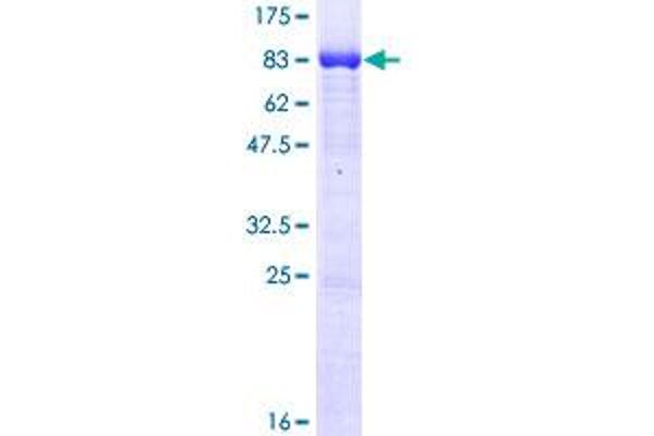 CLK1 Protein (AA 1-484) (GST tag)