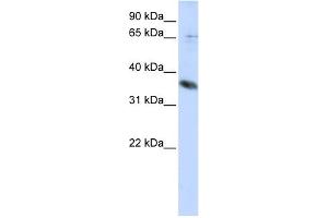 WB Suggested Anti-ST6GALNAC1 Antibody Titration:  0. (ST6GALNAC1 antibody  (Middle Region))