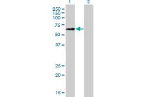 Western Blot analysis of NUPL1 expression in transfected 293T cell line by NUPL1 MaxPab polyclonal antibody. (NUPL1 antibody  (AA 1-599))