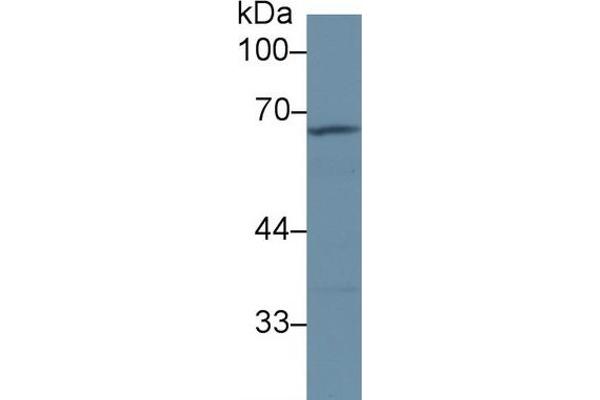 A1BG antibody  (AA 313-512)