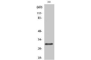 Western Blotting (WB) image for anti-RAB34, Member RAS Oncogene Family (RAB34) (C-Term) antibody (ABIN3177071) (RAB34 antibody  (C-Term))