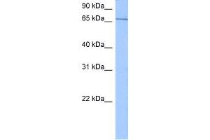 WB Suggested Anti-SRPR Antibody Titration:  0. (SRPR antibody  (N-Term))