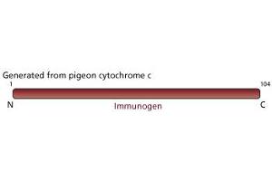 Image no. 1 for anti-Cytochrome C, Somatic (CYCS) antibody (ABIN967529) (Cytochrome C antibody)