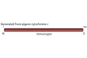 Image no. 1 for anti-Cytochrome C, Somatic (CYCS) antibody (ABIN967529)