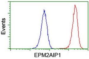 Image no. 6 for anti-EPM2A (Laforin) Interacting Protein 1 (EPM2AIP1) antibody (ABIN1498046) (EPM2AIP1 antibody)