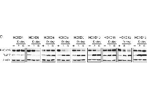 Western Blotting (WB) image for anti-Actin, beta (ACTB) (AA 350-375) antibody (ABIN129657)