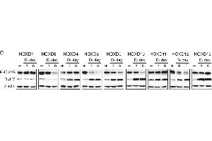 Distinct functions of HOXD proteins in regulation of neuronal differentiation. (beta Actin antibody  (AA 359-368))