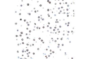 Immunocytochemistry (ICC) image for anti-CD27 Molecule (CD27) (AA 21-187) antibody (ABIN7453959)