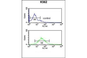 Flow cytometric analysis of K562 cells using DENND1A Antibody (C-term) Cat. (DENND1A antibody  (C-Term))
