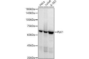 Western blot analysis of extracts of various cell lines, using PLK1 antibody (ABIN7269436) at 1:1000 dilution. (PLK1 antibody)