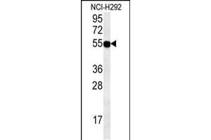 Western blot analysis in NCI-H292 cell line lysates (35ug/lane). (ZNF492 antibody  (C-Term))