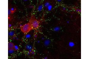 anti-Solute Carrier Family 6 (Neurotransmitter Transporter, GABA), Member 11 (SLC6A11) (AA 612-627) antibody