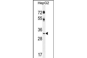 CCNG1 Antibody (N-term) (ABIN655270 and ABIN2844862) western blot analysis in HepG2 cell line lysates (35 μg/lane). (Cyclin G1 antibody  (N-Term))