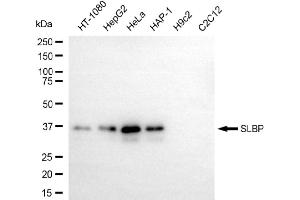 Western blotting analysis using SLBP antibody (ABIN7800436).