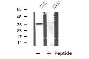 Western blot analysis of extracts from K562 cells, using APOE antibody. (APOE antibody  (Internal Region))