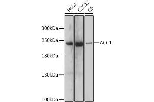 Western blot analysis of extracts of various cell lines, using  antibody (ABIN7265370) at 1:1000 dilution. (Acetyl-CoA Carboxylase alpha antibody)