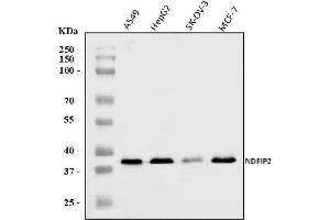 Western blot analysis of NDFIP2 using anti-NDFIP2 antibody (ABIN7600175).
