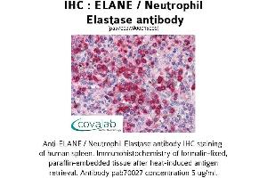Image no. 1 for anti-Elastase, Neutrophil Expressed (ELANE) antibody (ABIN1733961) (ELANE antibody)