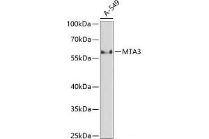 Western blot analysis of extracts of A-549 cells using MTA3 Polyclonal Antibody at dilution of 1:1000. (MTA3 antibody)