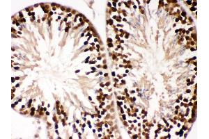 Anti- PBK Picoband antibody, IHC(P) IHC(P): Mouse Testis Tissue (PBK antibody  (AA 71-322))