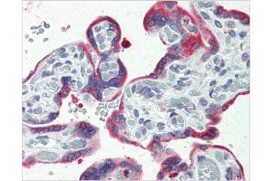 Immunohistochemical staining of Placenta using AP31137PU-N ERP44 antibody