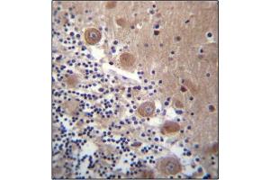 Immunohistochemistry analysis in Formalin Fixed, Paraffin Embedded Human stomach tissue stained with SCHIP1 Antibody (Center) followed by peroxidase conjugation of the secondary antibody and DAB staining. (SCHIP1 antibody  (Middle Region))