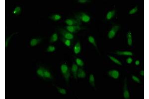 Immunofluorescence staining of Hela cells with nforHU at 1:12. (HIST1H1C antibody)