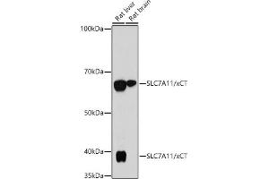 Western blot analysis of extracts of various cell lines, using SLC7/xCT antibody (ABIN7270482) at 1:1000 dilution. (SLC7A11 antibody)