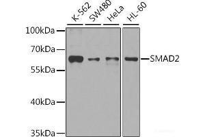 Western blot analysis of extracts of various cell lines using SMAD2 Polyclonal Antibody at dilution of 1:1000. (SMAD2 antibody)