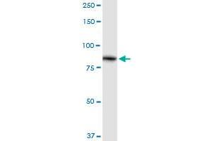 ALDH16A1 antibody  (AA 1-802)