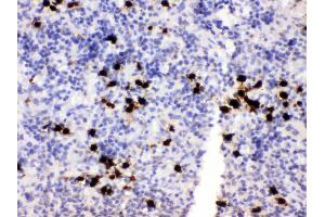 Anti- MRP8 Picoband antibody, IHC(P) IHC(P): Rat Spleen Tissue (S100A8 antibody  (AA 2-89))