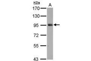 Image no. 3 for anti-SH2 Domain Containing 3C (SH2D3C) (C-Term) antibody (ABIN1491927) (SH2D3C antibody  (C-Term))