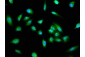 Immunofluorescence staining of Hela cells with ABIN7163461 at 1:100, counter-stained with DAPI. (Pirin antibody  (AA 1-290))