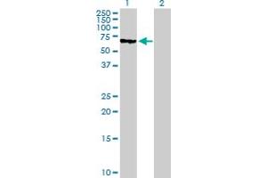 Western Blot analysis of MUTYH expression in transfected 293T cell line by MUTYH MaxPab polyclonal antibody. (MUTYH antibody  (AA 1-535))