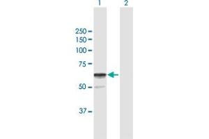Western Blot analysis of SGSH expression in transfected 293T cell line by SGSH MaxPab polyclonal antibody.