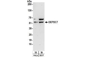 anti-DEP Domain Containing 7 (DEPDC7) (AA 461-511) antibody