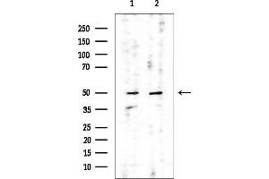 Western blot analysis of lysates from various samples, using Mnk1 Mouse Monoclonal Antibody at 1/1000 dilution.