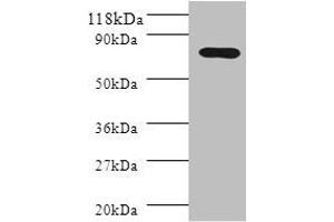 Western blot All lanes: Polymeric immunoglobulin receptor antibody at 2 μg/mL + HL60 whole cell lysate Secondary Goat polyclonal to rabbit IgG at 1/10000 dilution Predicted band size: 83, 59 kDa Observed band size: 83 kDa (PIGR antibody  (AA 399-599))