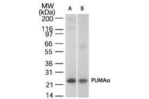 Image no. 2 for anti-BCL2 Binding Component 3 (BBC3) (AA 186-199) antibody (ABIN208703) (PUMA antibody  (AA 186-199))