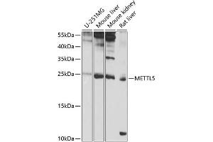 Western blot analysis of extracts of various cell lines, using METTL5 antibody (ABIN6132288, ABIN6143775, ABIN6143776 and ABIN6224935) at 1:1000 dilution. (METTL5 antibody  (AA 1-209))