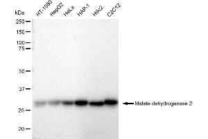 Western blotting analysis using Malate dehydrogenase 2 antibody (ABIN7799327). (Recombinant MDH2 antibody)