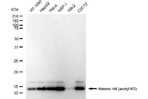 Western blotting analysis using Histone H4 (acetyl K5) antibody (ABIN7798979).