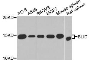 Western blot analysis of extracts of various cells, using BLID antibody. (BLID antibody)