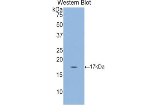 Gastrokine 3 antibody  (AA 38-177)