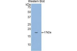 Detection of Recombinant GKN3, Mouse using Polyclonal Antibody to Gastrokine 3 (GKN3) (Gastrokine 3 antibody  (AA 38-177))