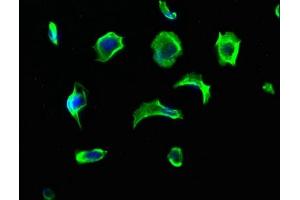 Immunofluorescence staining of MCF-7 cells with ABIN7140215 at 1:213, counter-stained with DAPI. (Vasn antibody  (AA 553-572))