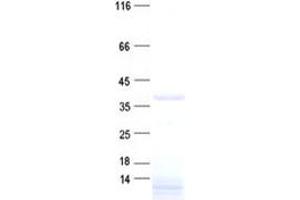 Validation with Western Blot (C3orf38 Protein (His tag))