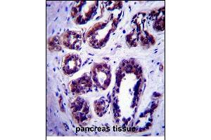 ATG9B Antibody (C-term) (ABIN657572 and ABIN2846578) immunohistochemistry analysis in formalin fixed and paraffin embedded human pancreas tissue followed by peroxidase conjugation of the secondary antibody and DAB staining. (ATG9B antibody  (C-Term))