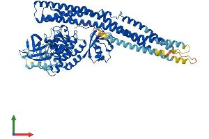 AlphaFold protein structure predicition of Human Recombinant TBK1 Protein, UniprotID Q9UHD2 (TBK1 Protein (AA 1-729) (His tag))